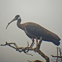 White-shouldered Ibis